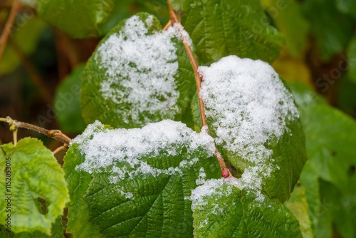 frost crystals on bright green hazel leaves winter weather photo