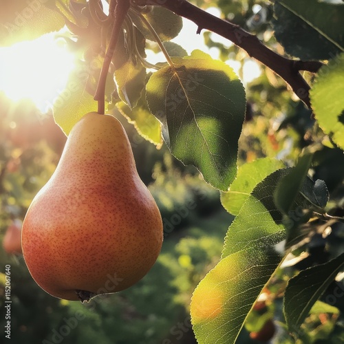 A ripe pear hanging from a tree in a sunlit harvest garden, showcasing the abundance and freshness of a sunny day. photo