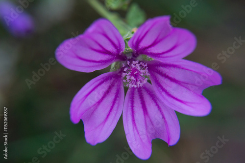 Blue flower