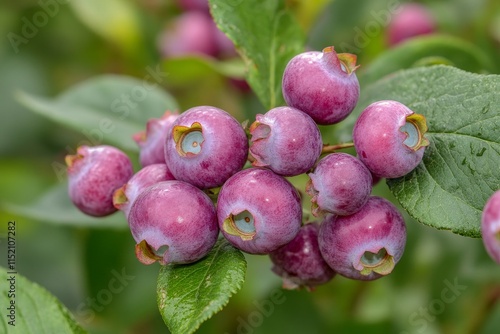 Blueberry plants cultivated in garden Vaccinium angustifolium ripening lowbush blueberries closeup, Generative AI photo