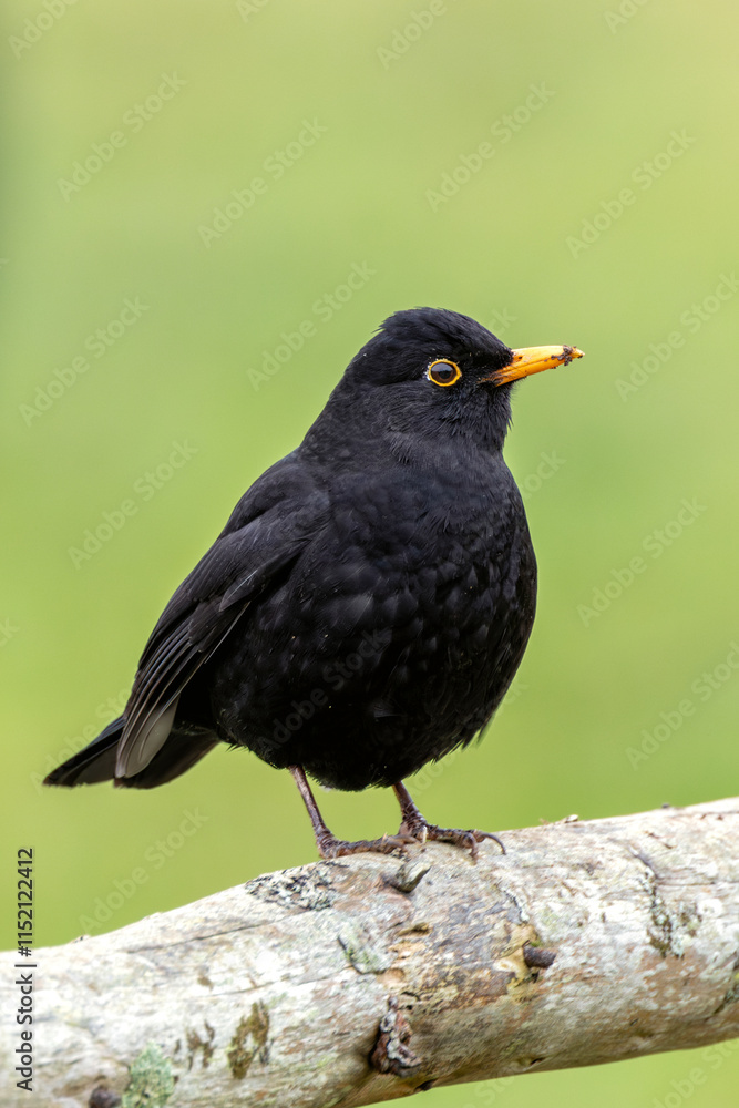 Male Blackbird (Turdus merula), commonly found in Phoenix Park, Dublin, and across Ireland Male Blackbird (Turdus merula), commonly found in Phoenix Park, Dublin, and across Ireland