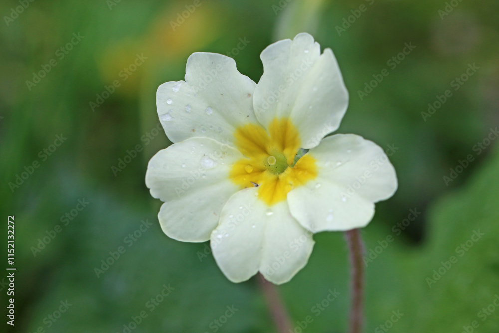 Primrose flower in Spring Primrose flower in Spring