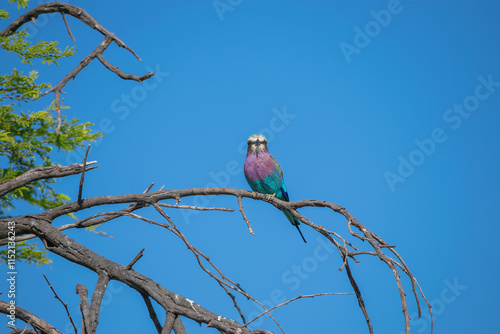 The lilac roller (Coracias caudata)1 is a species of coraciiform bird of the Coraciidae family, one of the most representative of the family, spread throughout much of Africa. photo