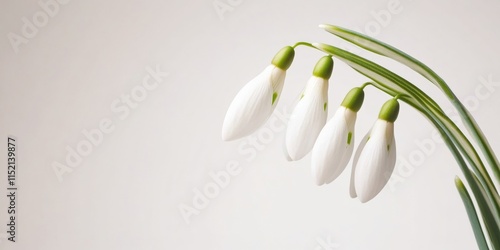 Minimalist Snowdrop Flowers on Transparent Background - Nature and Spring Concept