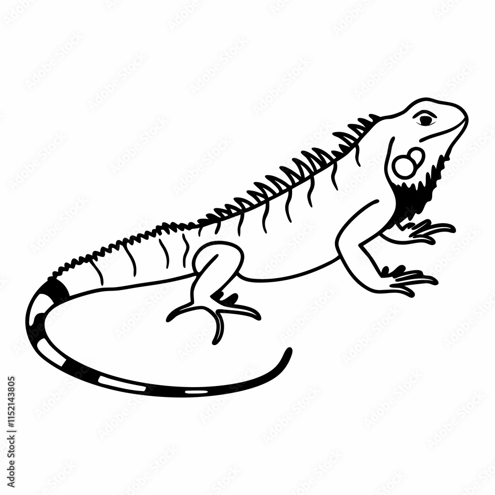 iguana iguana