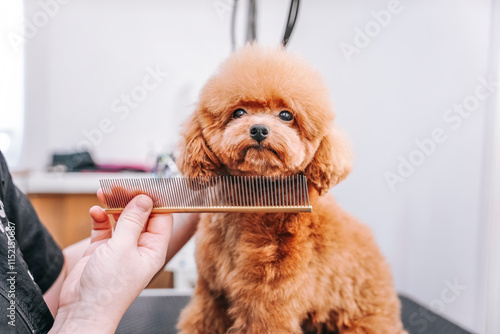 beautiful red small poodle maltipoo in groom salon having haircut and combing