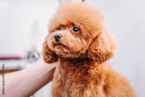 beautiful red small poodle maltipoo in groom salon having haircut and combing photo