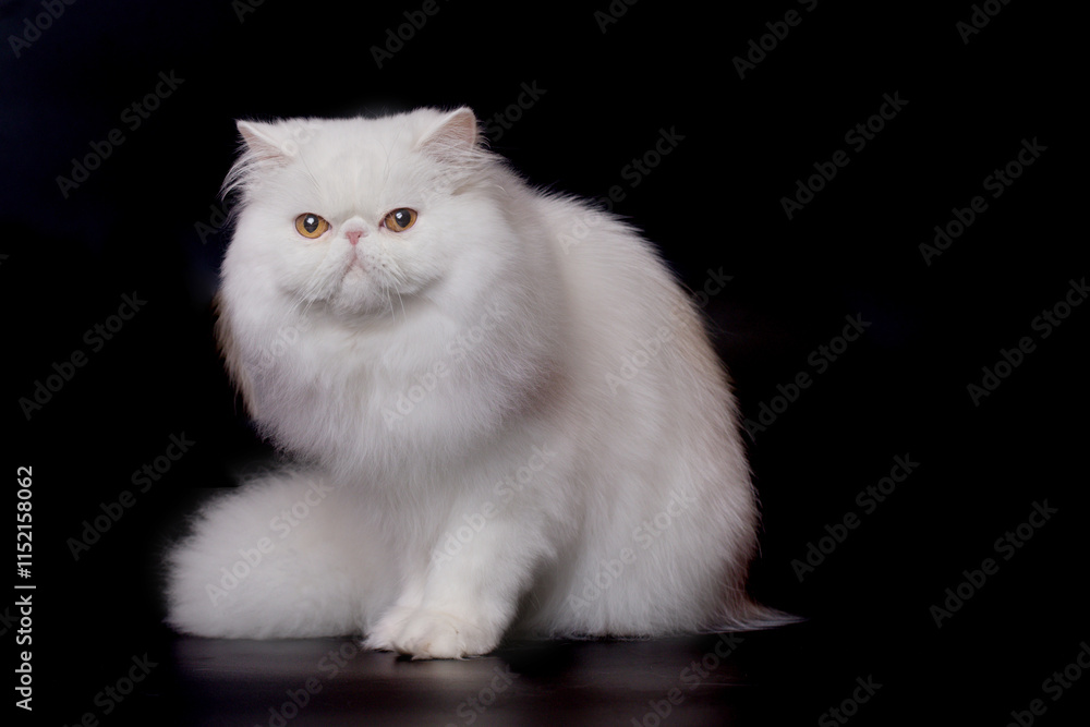 Pretty isolated Persian Cat male portrait in studio Pretty isolated Persian Cat male portrait in studio