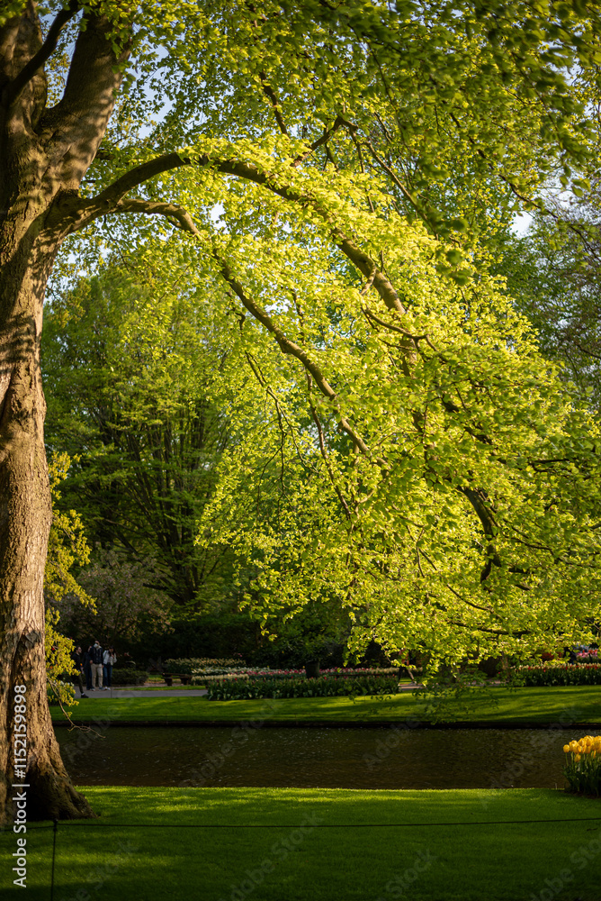 Fototapeta premium trees in the park