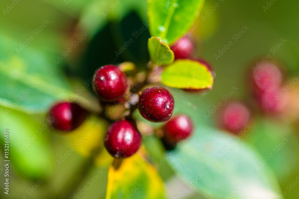 Red berries Red berries