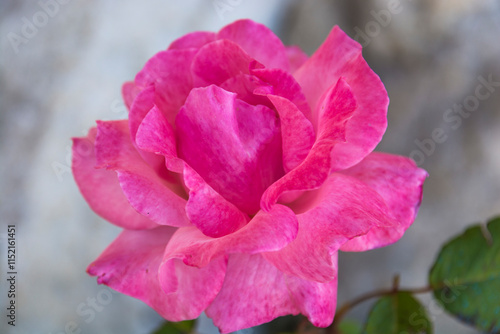 pink velvet