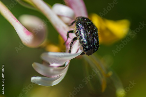 Beetle on a flower