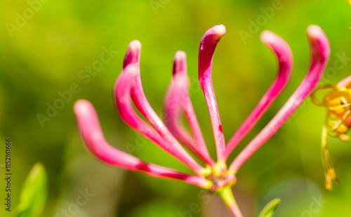 Wildflowers