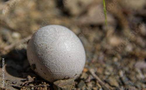 wild mushroom