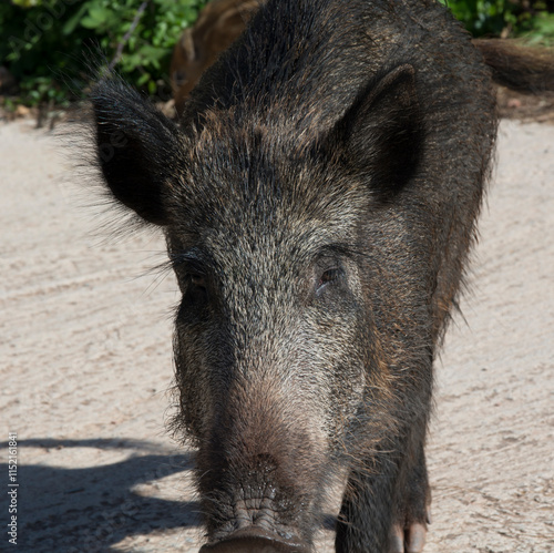 boars