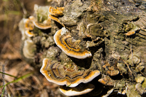 Hongos en la corteza de un árbol