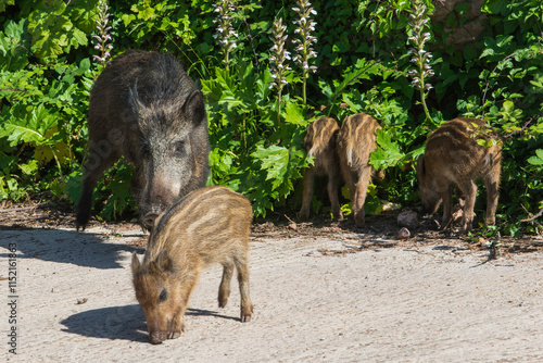 wild boar