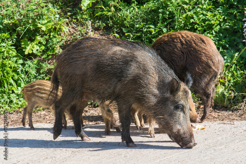 Manada de jabalíes en busca de comida en una urbanización
