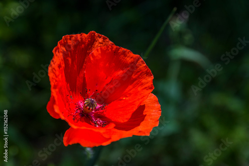 Amapola (Papaver Rhoeas)