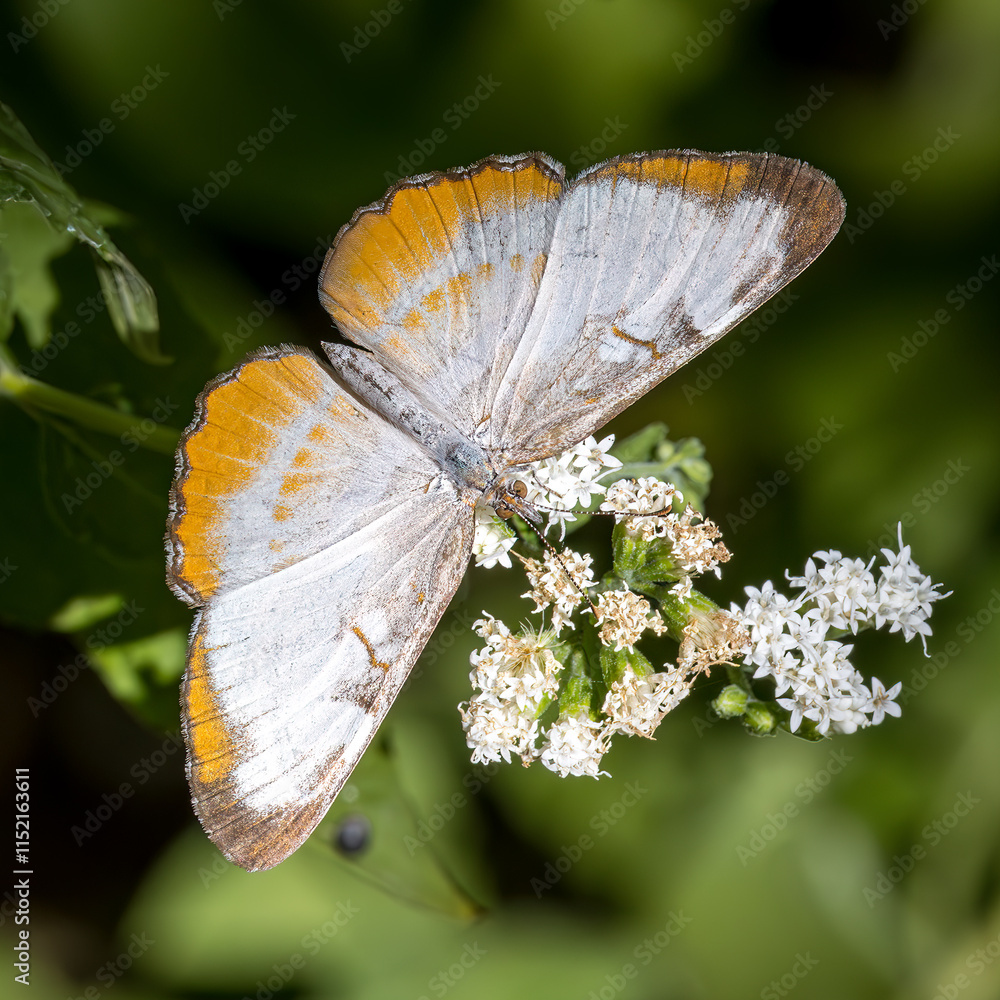 Fototapeta premium Common Mestra, Mestra amymone, on Shrubby Boneset