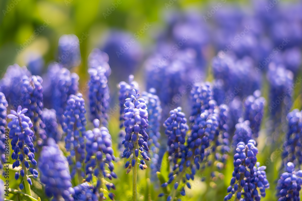 Fototapeta premium flowers in the garden