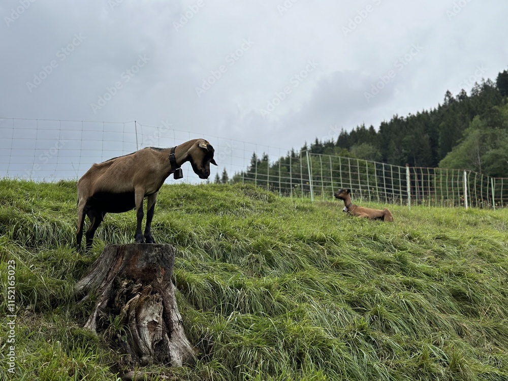 Obraz premium goat on the meadow