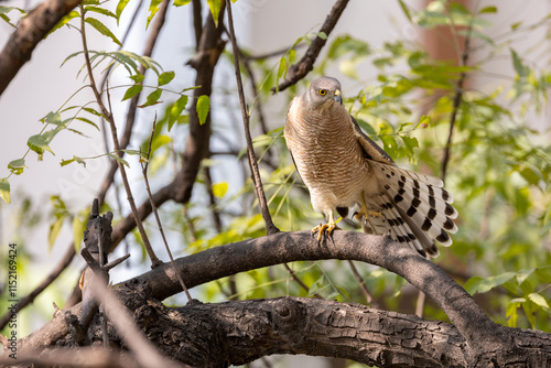 Shikra photo