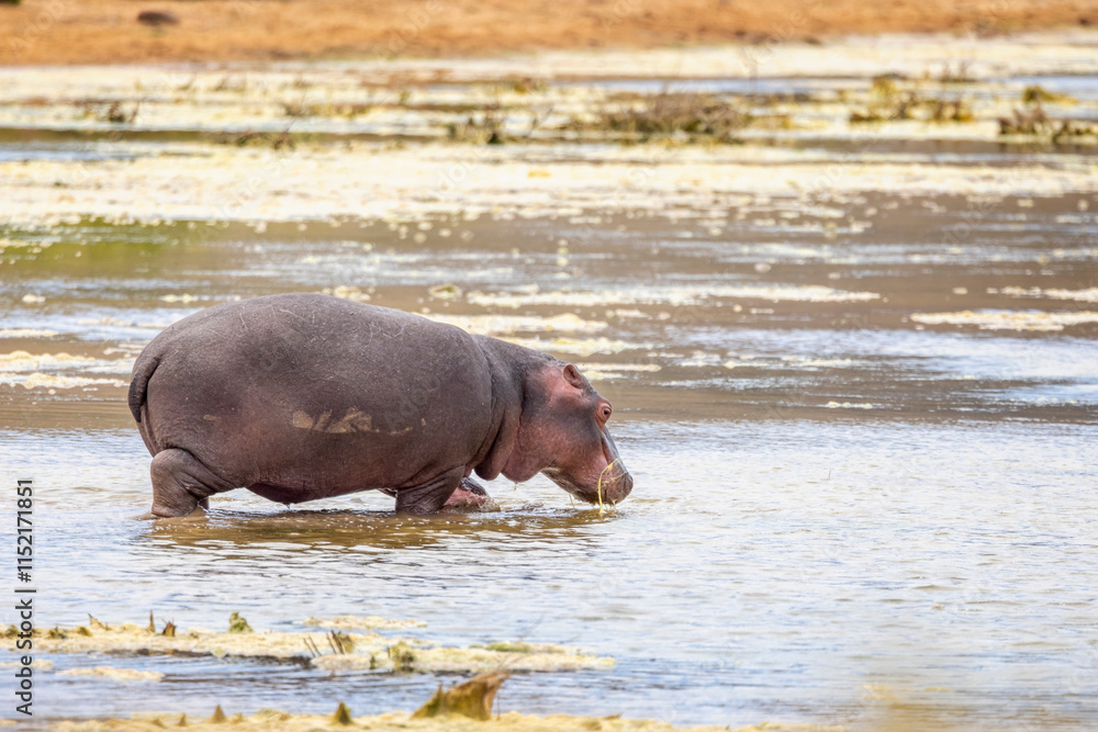 Close up of a wild Hippopotamus entering lake in South Africa Close up of a wild Hippopotamus entering lake in South Africa