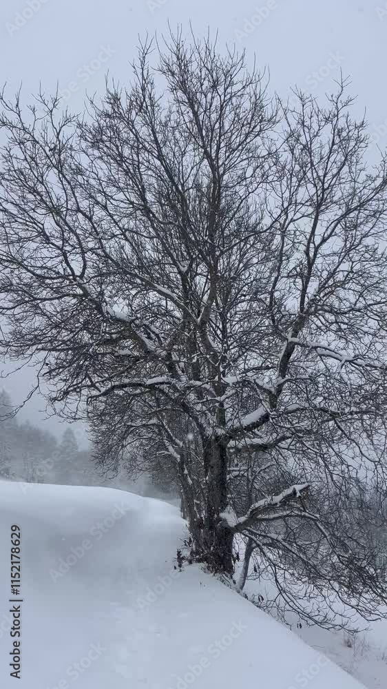 Winter scenery on a snowing day in forest,trees covered with snow Winter scenery on a snowing day in forest,trees covered with snow