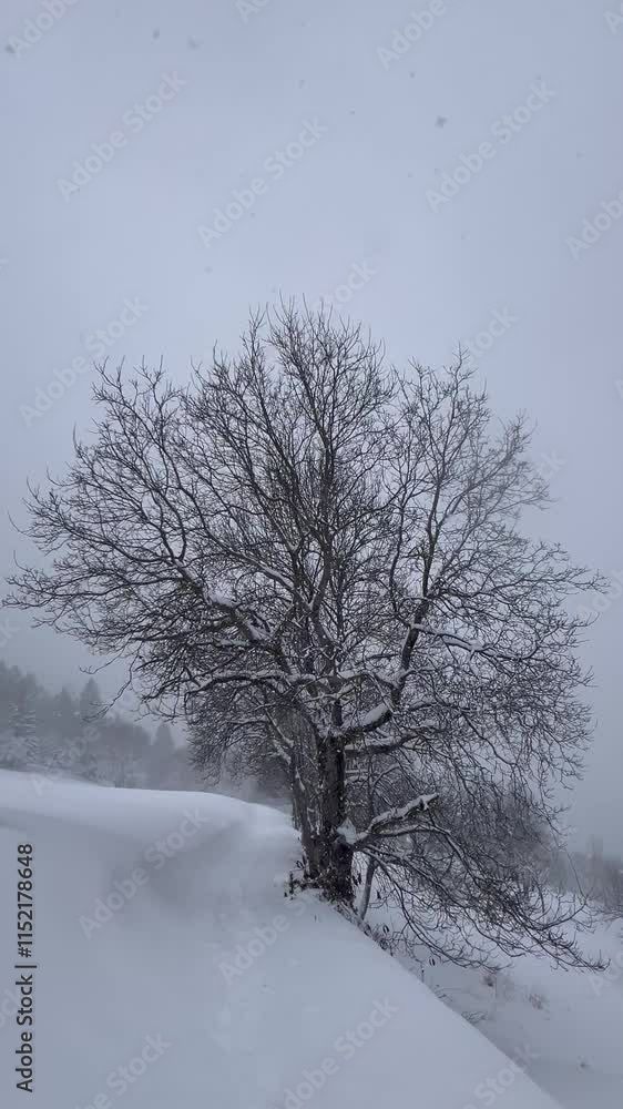 Winter scenery on a snowing day in forest,trees covered with snow Winter scenery on a snowing day in forest,trees covered with snow