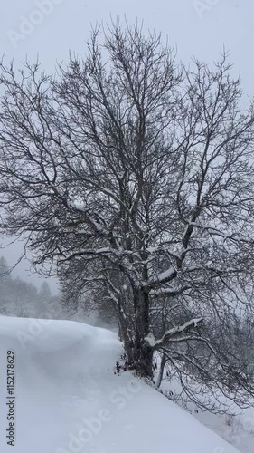 Wallpaper Mural Winter scenery on a snowing day in forest,trees covered with snow Torontodigital.ca