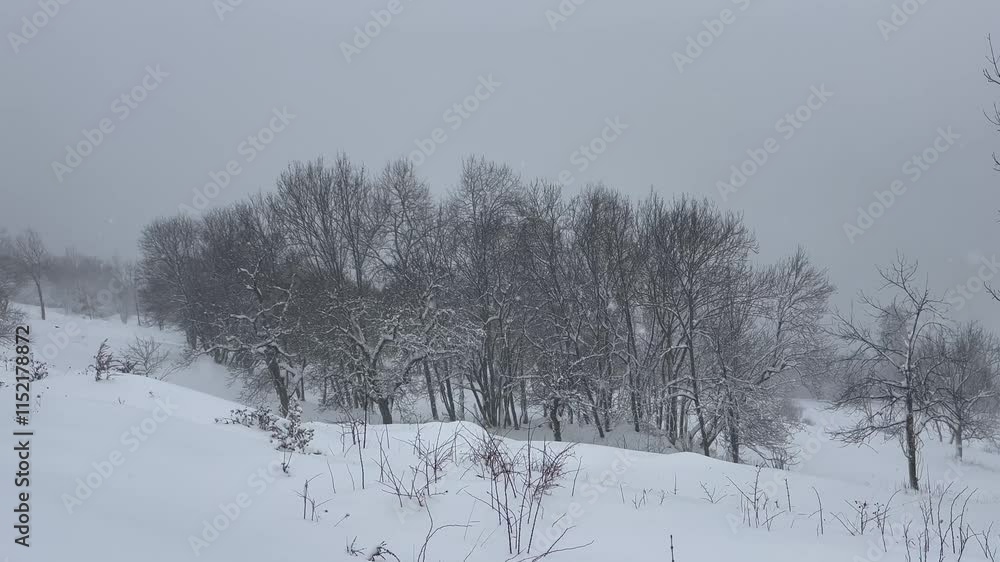 Winter scenery on a snowing day in forest,trees covered with snow Winter scenery on a snowing day in forest,trees covered with snow