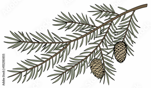 A fir branch  isolated on white background, vector illustration.