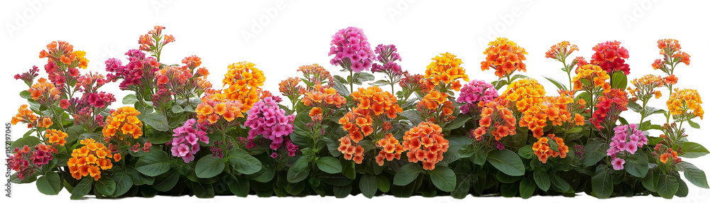 Vibrant Floral Border: A captivating display of vibrant, colorful flowers in full bloom, creating a lush and enchanting border with their delicate petals and rich foliage. Vibrant Floral Border: A captivating display of vibrant, colorful flowers in full bloom, creating a lush and enchanting border with their delicate petals and rich foliage.