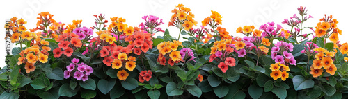 Wallpaper Mural Vibrant Flower Border: A profusion of colorful flowers in shades of pink, orange, and yellow create a stunning, vibrant floral border. Perfect for adding a touch of natural beauty to any design. Torontodigital.ca