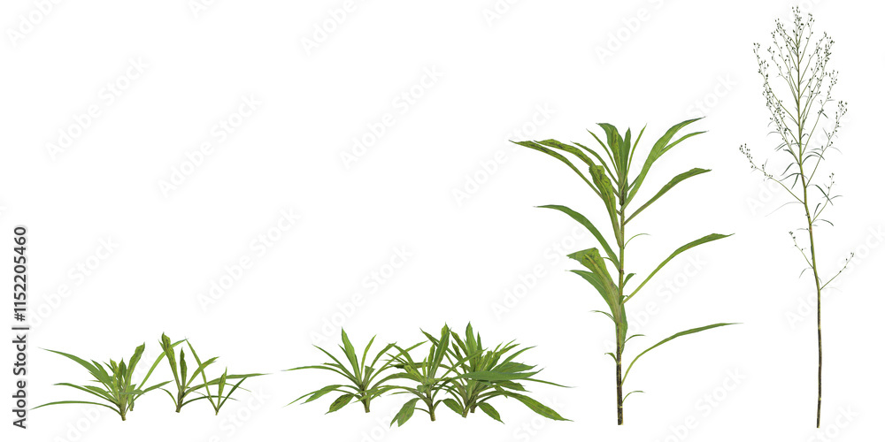Collection of Aster plants on transparent background Collection of Aster plants on transparent background