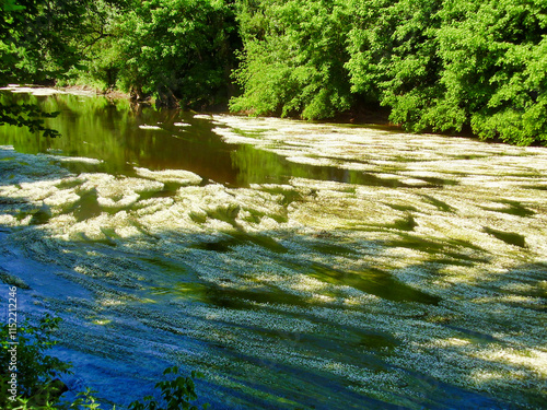 River Water Crowfoot (Ranunculus fluitans) in the River Vezere, Dordogne, France The long trailing stems seen in the water can reach up to 6m
 photo