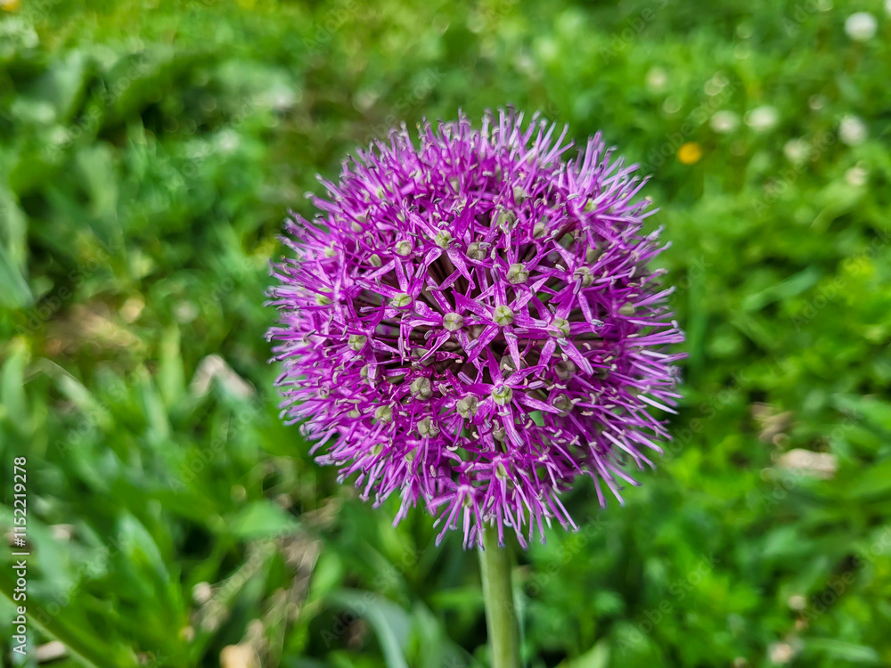 Large purple flower of decorative onion on a green blurred background Large purple flower of decorative onion on a green blurred background