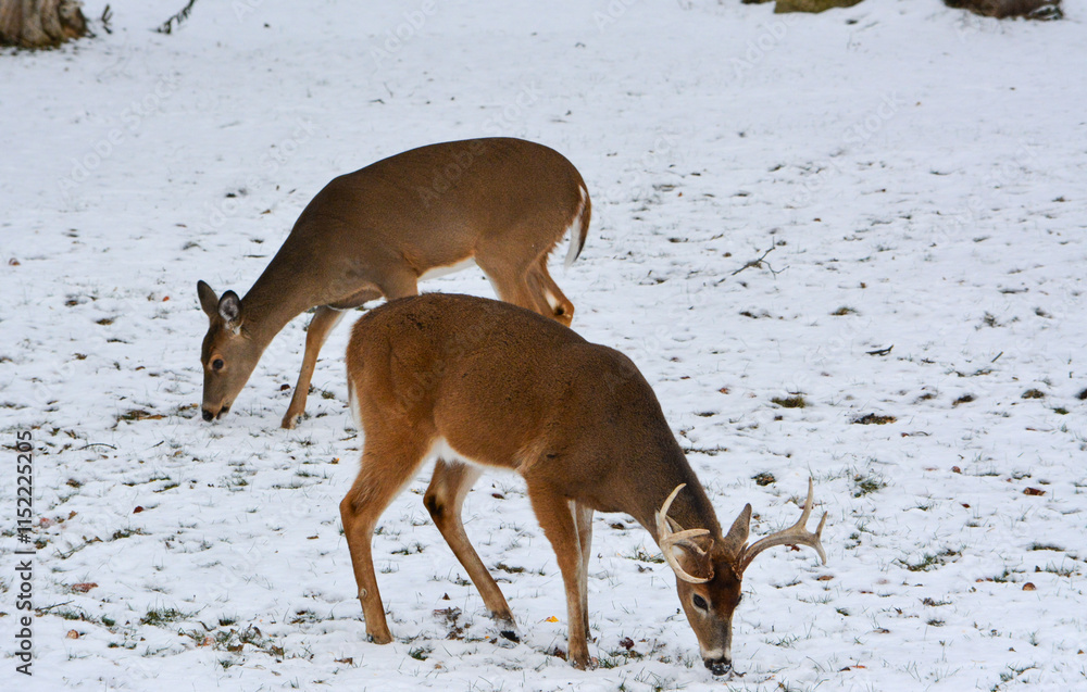 Michigan Bucks in the Snow. 12-22-24