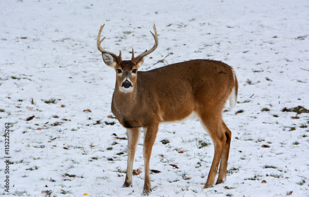 Michigan Bucks in the Snow. 12-22-24