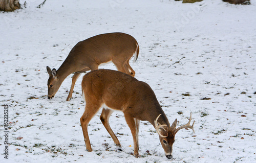 Obraz na płótnie Michigan Bucks in the Snow. 12-22-24 w salonie