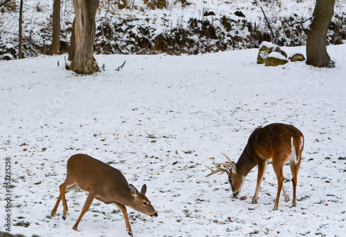 Obraz na płótnie Michigan Bucks in the Snow. 12-22-24 w salonie