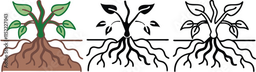 Plant Growth Stages Roots, Stems, Leaves, Illustrations, Diagrams