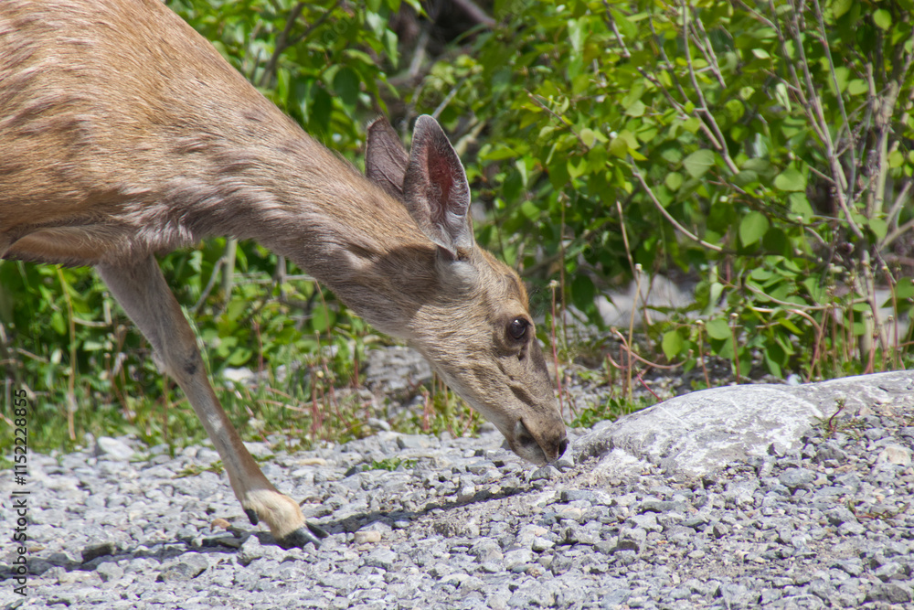 Fototapeta premium A Young Deer in the Woods