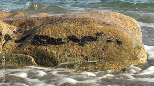 The young mussels (Mytilus galloprovincialis ) on a large sandstone  at the surf line photo