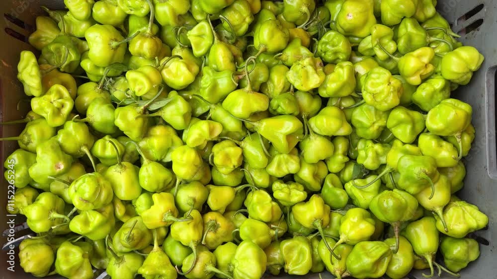 Cambuci pepper is a Brazilian vegetable originating from the Southeast region Cambuci pepper is a Brazilian vegetable originating from the Southeast region