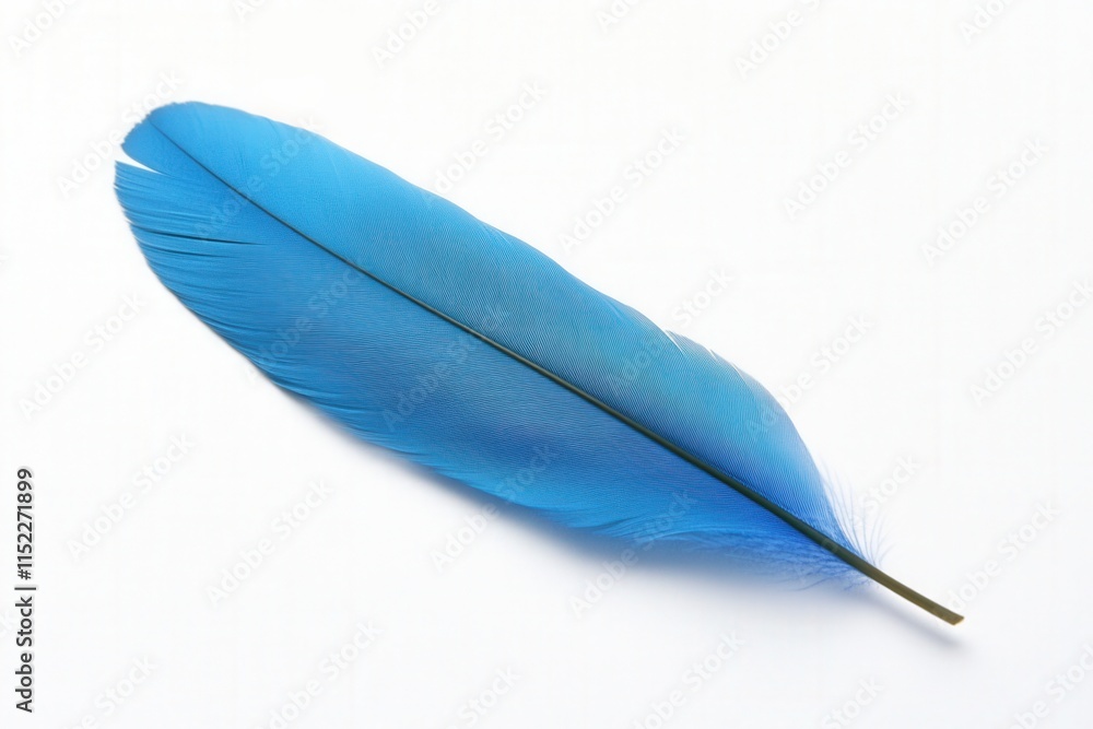 close up of a blue feather on a white background close up of a blue feather on a white background