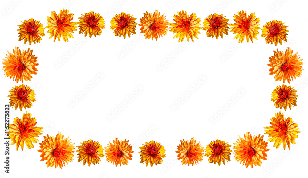 many small yellow and red chrysanthemums in a semicircle shape many small yellow and red chrysanthemums in a semicircle shape