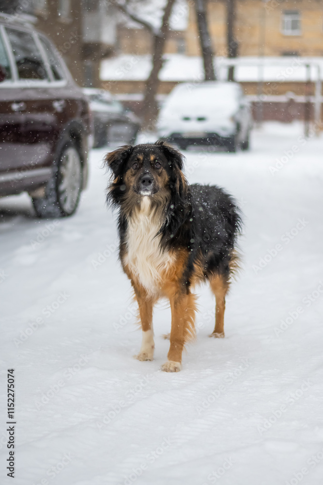 Dog posing outdoors running fast on a snow in winter. Winter concept. High quality photo. Dog posing outdoors running fast on a snow in winter. Winter concept. High quality photo.