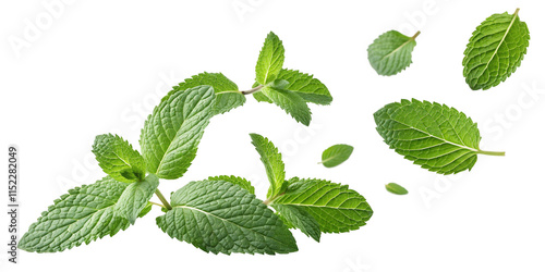 Fresh mint leaves isolated on white background, isolated on transparent background.PNG